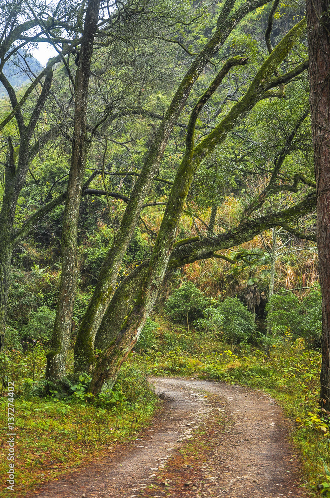 Fototapeta premium The countryside road scenery