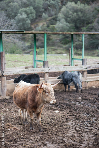 Wild bulls on Spanish farm