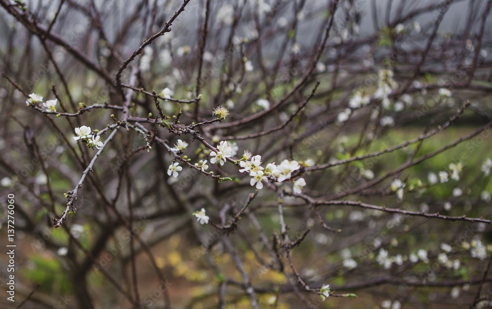 plum flower, high mountains Moc Chau, Vietnam, in the spring plum flower, high mountains Moc Chau, Vietnam, in the spring