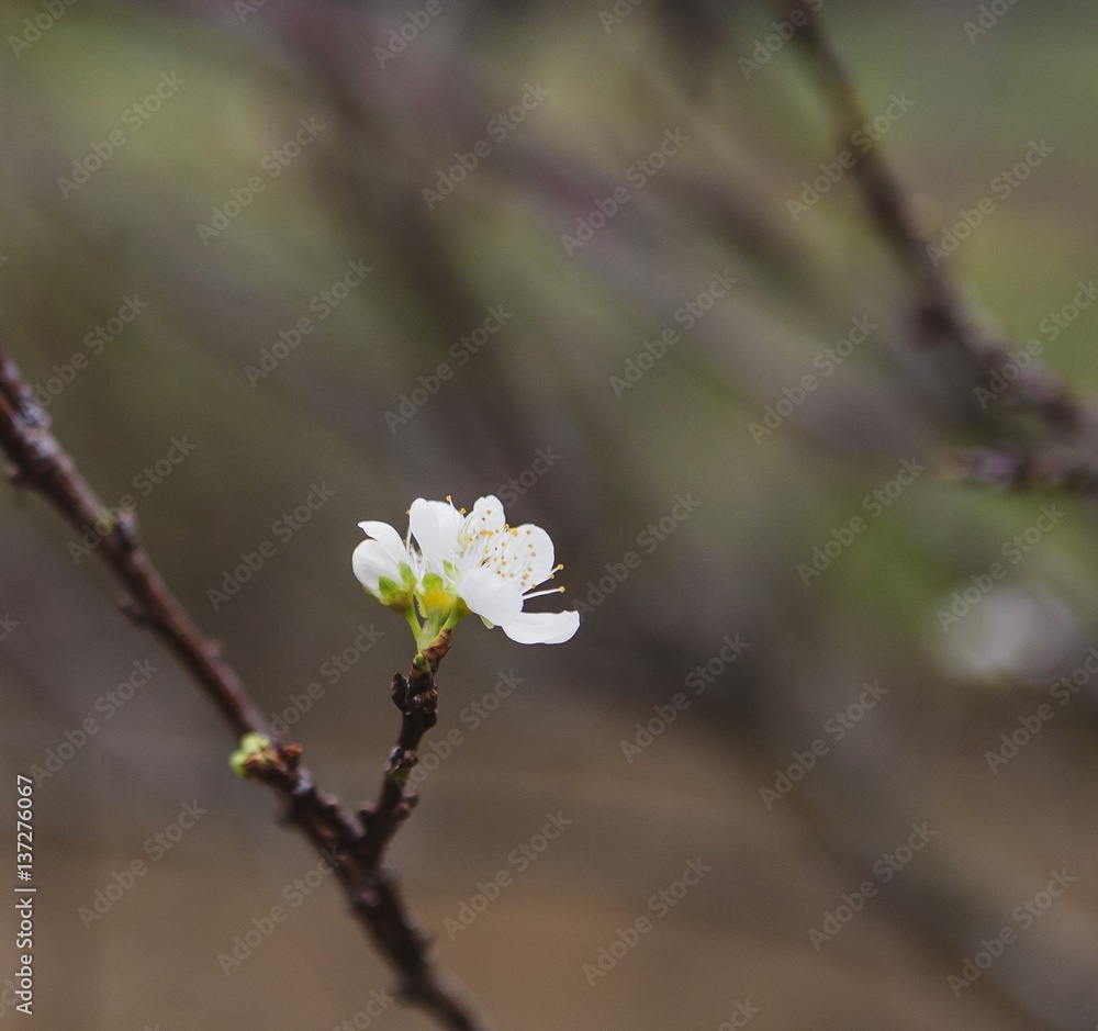 plum flower, high mountains Moc Chau, Vietnam, in the spring plum flower, high mountains Moc Chau, Vietnam, in the spring