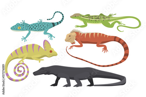 Different kind of lizard reptile isolated vector illustration.