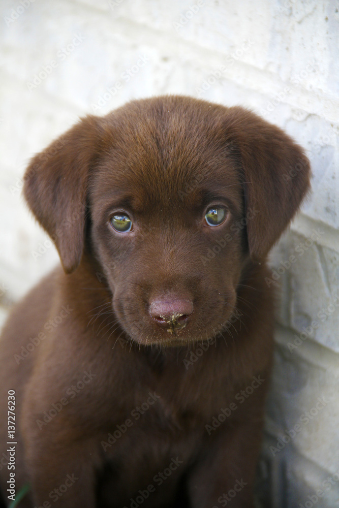 Obraz premium Chocolate Lab Puppy