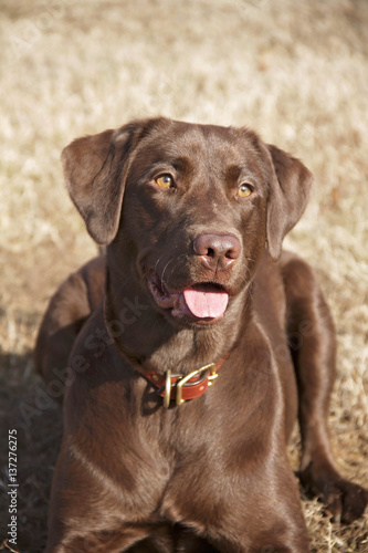 Chocolate Lab
