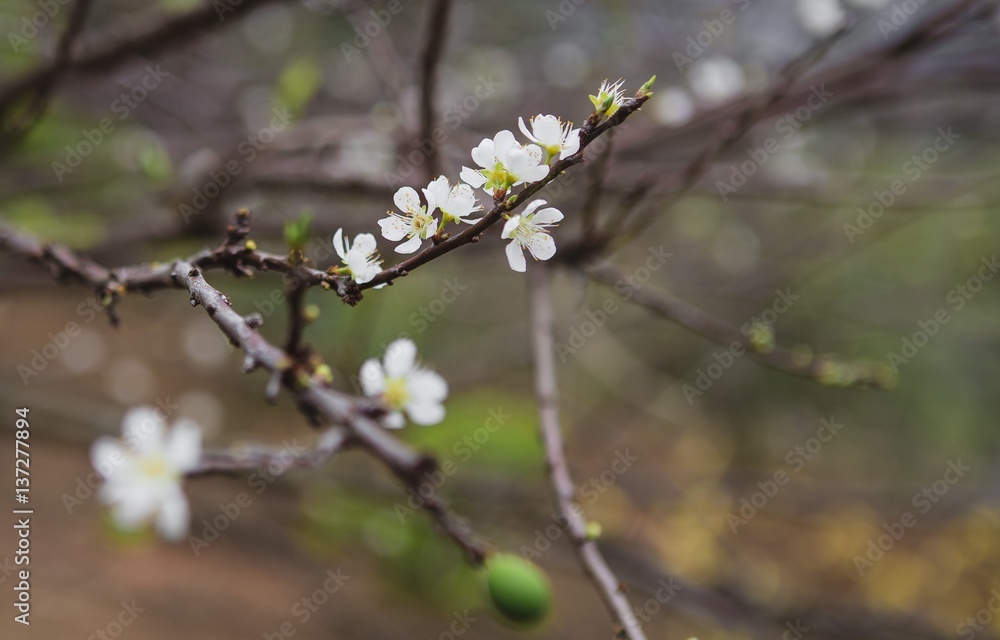 plum flower, high mountains Moc Chau, Vietnam, in the spring plum flower, high mountains Moc Chau, Vietnam, in the spring