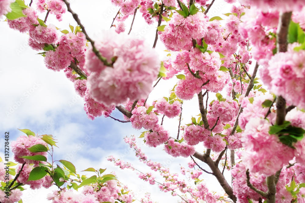 日本の桜 日本の桜