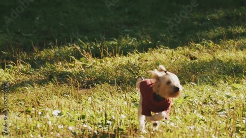 Yorkshire terrier in red vest running on grass during summer festival on sunny day