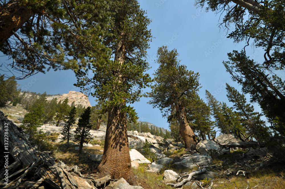 Pine trees in California