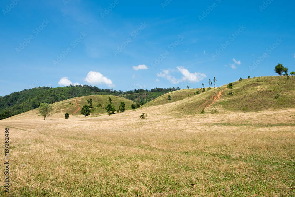 Green meadow in the mountain are under the blue sky Green meadow in the mountain are under the blue sky