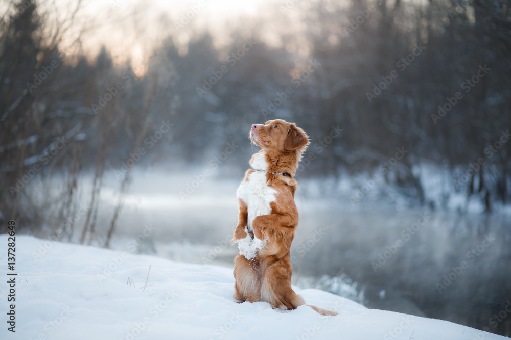Dog Nova Scotia Duck Tolling Retriever, outdoors in the winter, snow,