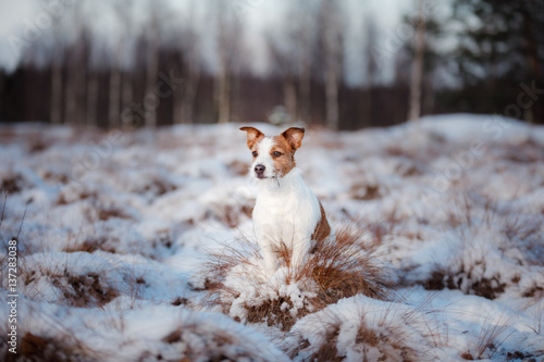Fototapeta Naklejka Na Ścianę i Meble -  Dog Jack Russell Terrier outdoors in the winter, snow,