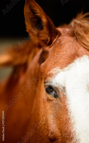 horse headshot