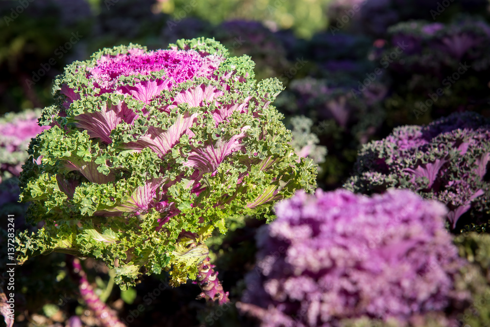 Obraz premium Cultivation ornamental Kale Red Coral.