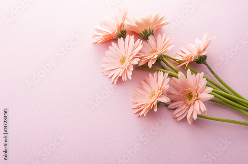 Fototapeta Naklejka Na Ścianę i Meble -  ガーベラ