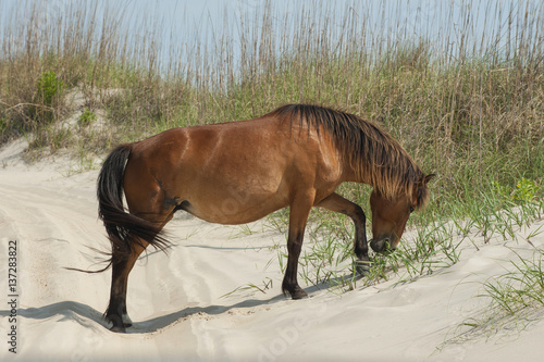 Wild horse at the Outer Banks