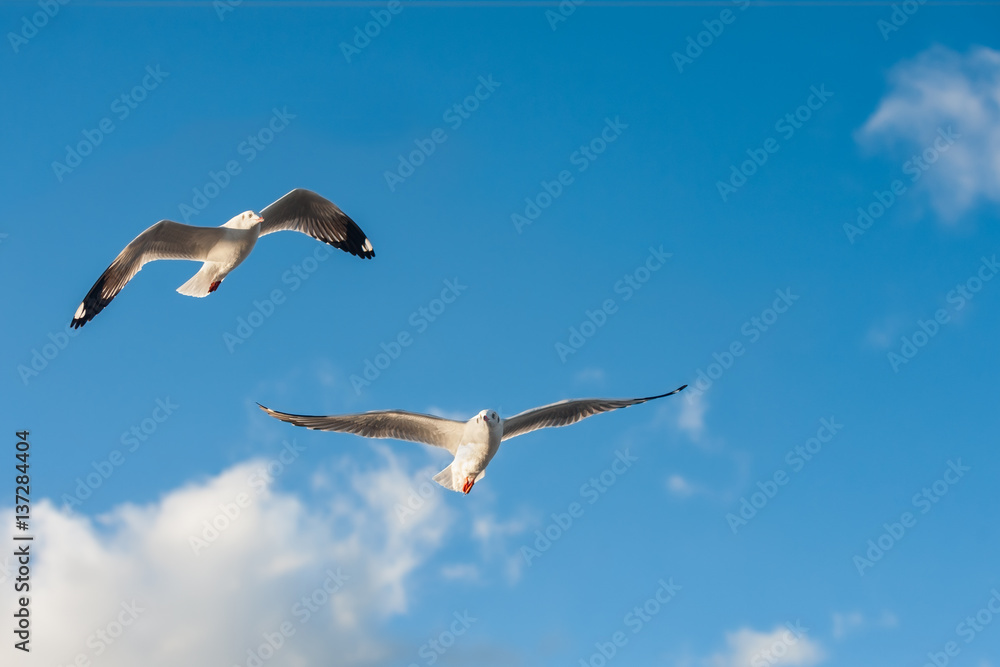 Obraz premium Seagulls flying in the blue sky