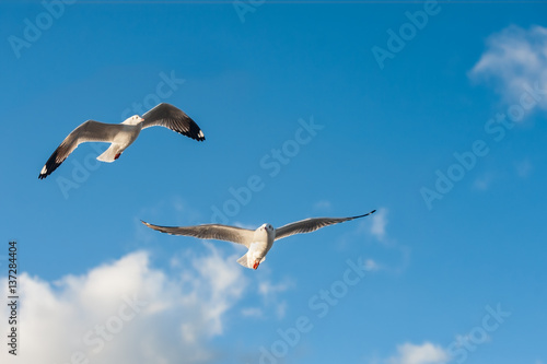 Seagulls flying in the blue sky
