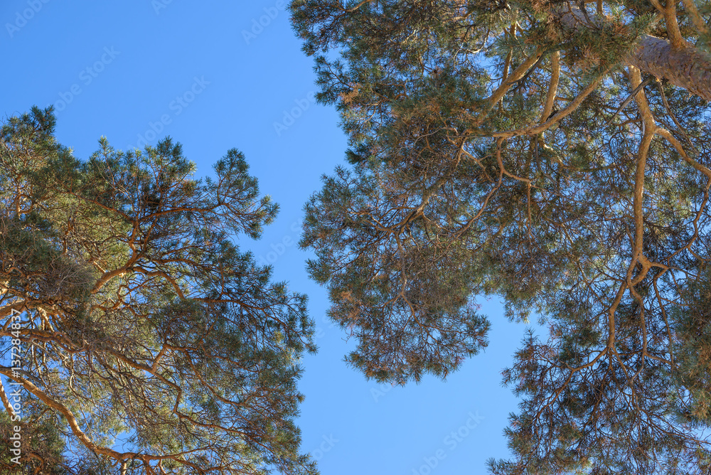 Forest, the crown of tree, trunks of trees heavenward into the sky. Look up crown trees in the forest background. Forest, the crown of tree, trunks of trees heavenward into the sky. Look up crown trees in the forest background.