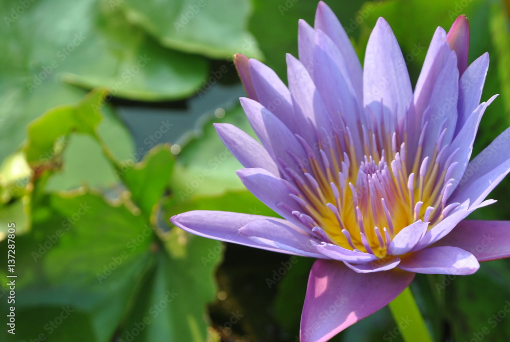 Beautiful Lotus Flower Purple and yellow Beautiful Lotus Flower Purple and yellow