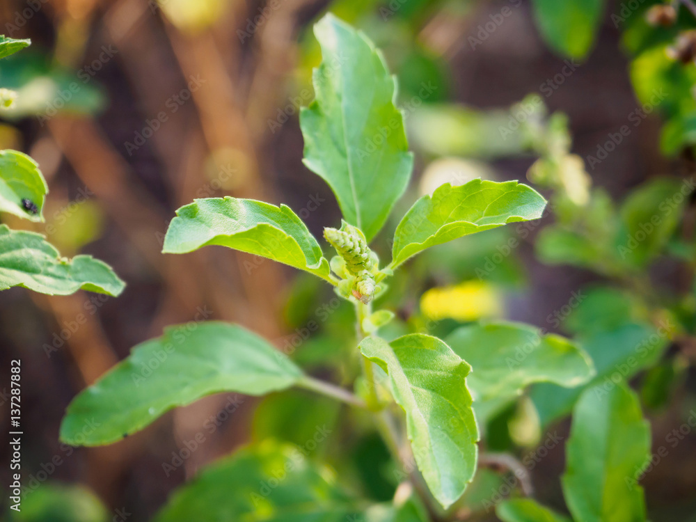 Obraz premium Holy basil leaf close up
