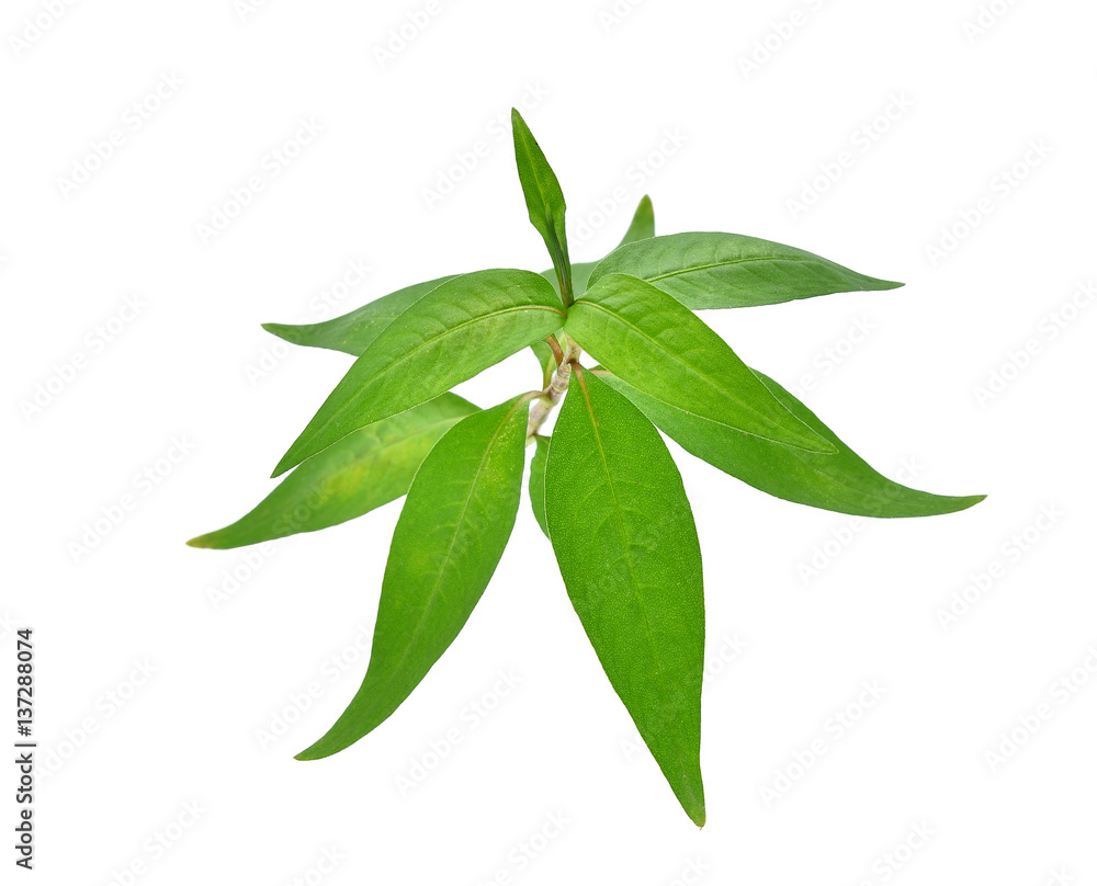 Vietnamese mint isolated on white background Vietnamese mint isolated on white background