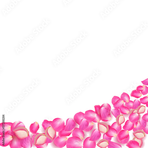 Gone with the Wind rose petals. Realistic vector pink petals on transparent background.