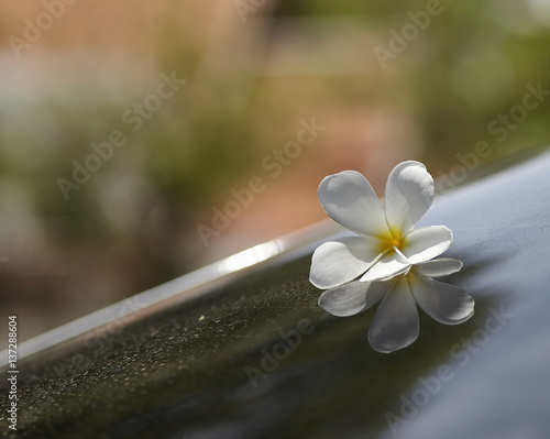 Tableau sur toile Leelawadee floewr on reflect background