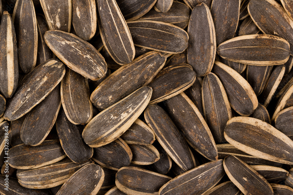 sunflower seed more macro full sunflower seed more macro full