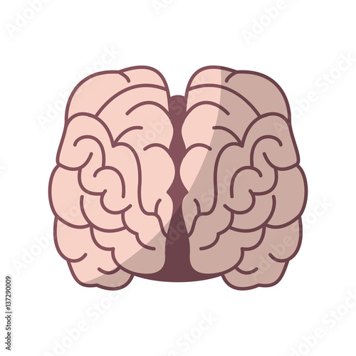 human brain organ icon over white background. colorful design. vector illustration