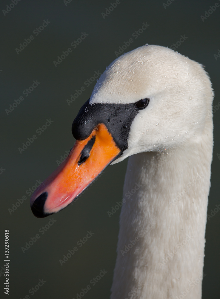 Schwan Portrait Schwan Portrait