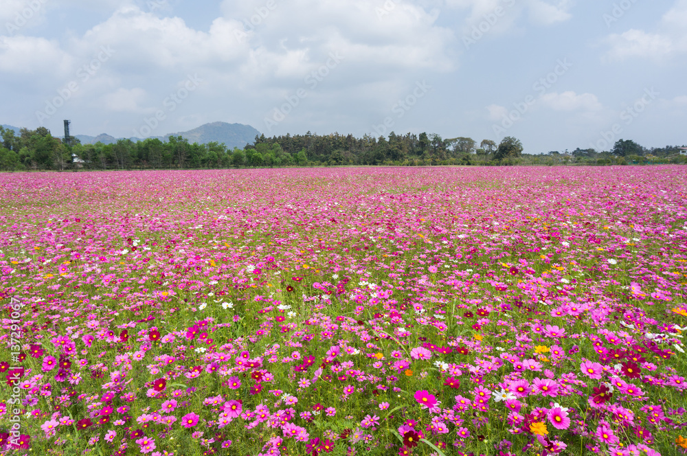 Flower and natural bokeh for Background