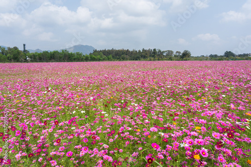 Wallpaper Mural Flower and natural bokeh for Background Torontodigital.ca
