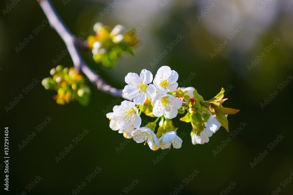 Branch cherry with white blossoms on a gray background. Branch cherry with white blossoms on a gray background.