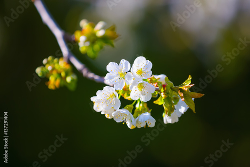 Branch cherry with white blossoms on a gray background.