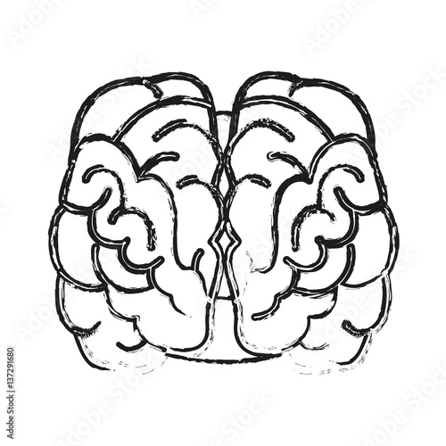 Human brain organ icon over white background. vector illustration
