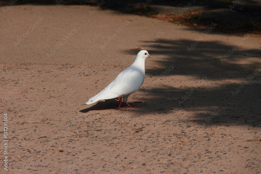 Fototapeta premium 白はと02