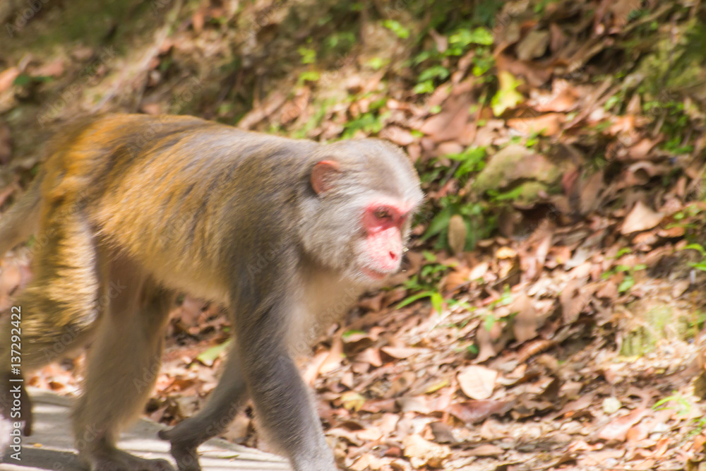 Fototapeta premium monkey