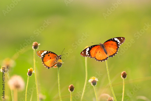butterfly is working for some sweet on flowers © wows pix