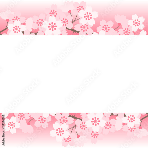 cherry blossoms