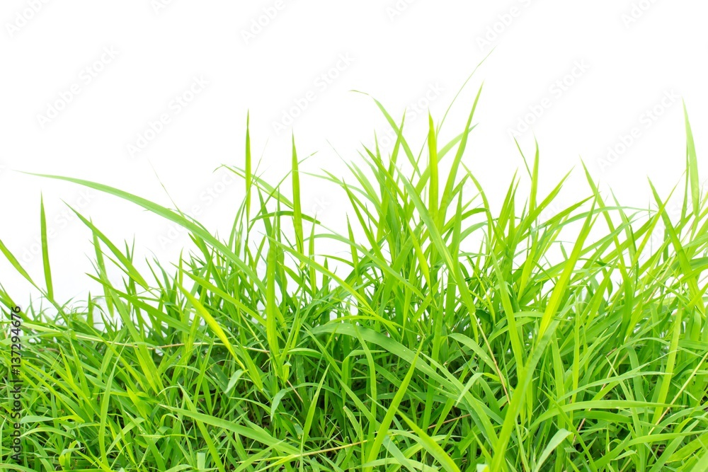 Obraz premium Green grass on white background