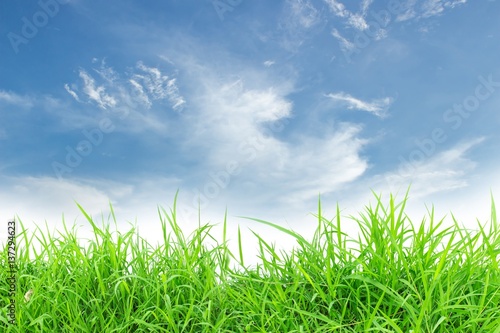 Spring nature background with grass and blue sky