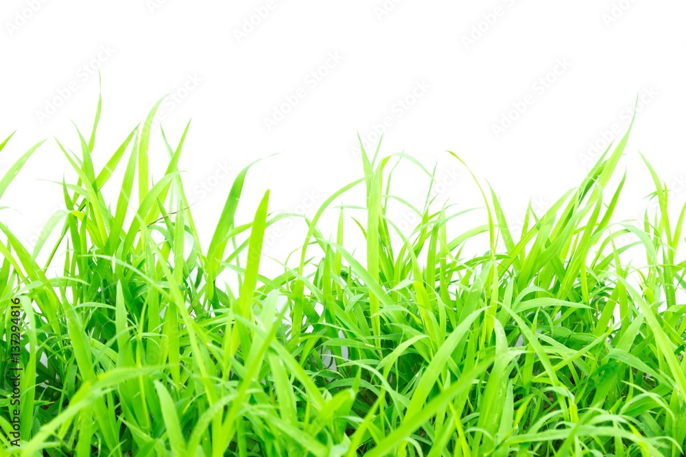 Obraz premium Green grass on white background