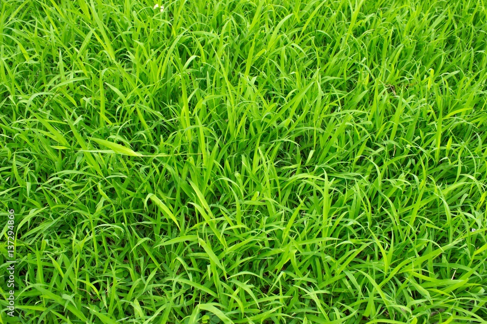 green grass texture background