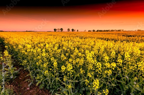 Cloudy sky over yellow napus field