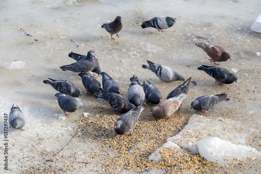 Fototapeta premium Feeding flock of pigeons