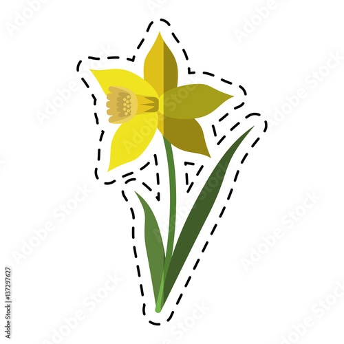 cartoon daffodil flower leaf bloom vector illustration eps 10 photo