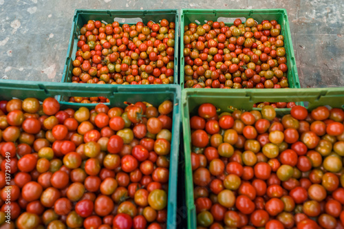 Harvest cherry tomatoes in greenhouse