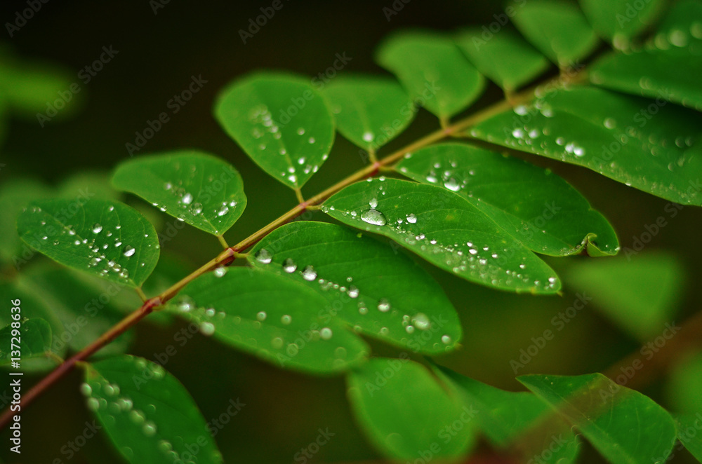 Green leaf texture. Acacia leaf with raindrops. Green leaf with water drops close-up. Nature background Green leaf texture. Acacia leaf with raindrops. Green leaf with water drops close-up. Nature background