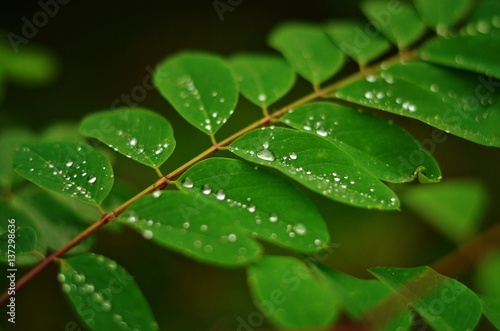 Green leaf texture. Acacia leaf with raindrops. Green leaf with water drops close-up. Nature background
