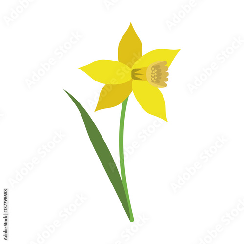 daffodil flower leaf bloom vector illustration eps 10
