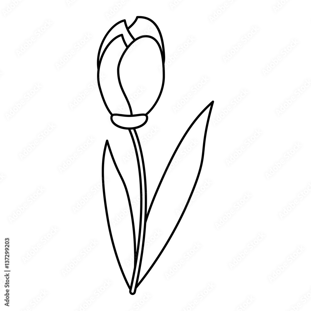 tulip leaf natural floral vector illustration eps 10 tulip leaf natural floral vector illustration eps 10